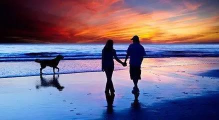 一往情深打一生肖性格、背后的智慧与策略