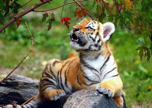 画虎类犬打一生肖，揭秘背后的智慧与寓意