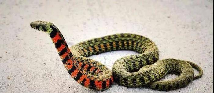 蛇龙五牲打一生肖，时代解释与文化落实现象