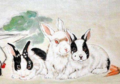 应答如流，生肖之兔的温馨解析与文化解答