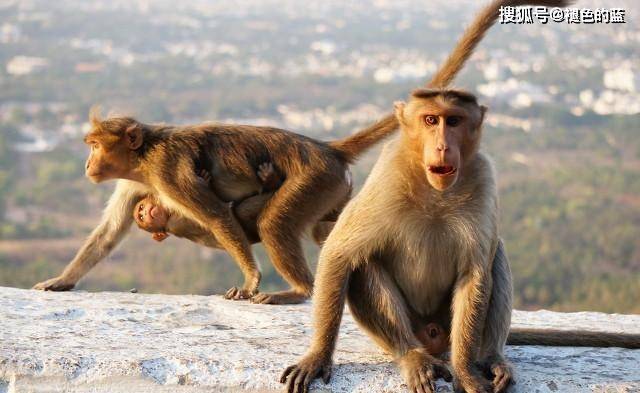 头头是道动物打一生肖、解释与落实的和谐共舞