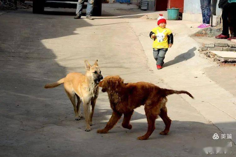 鸡犬相斗打一生肖、一场误导解释的落实与反思