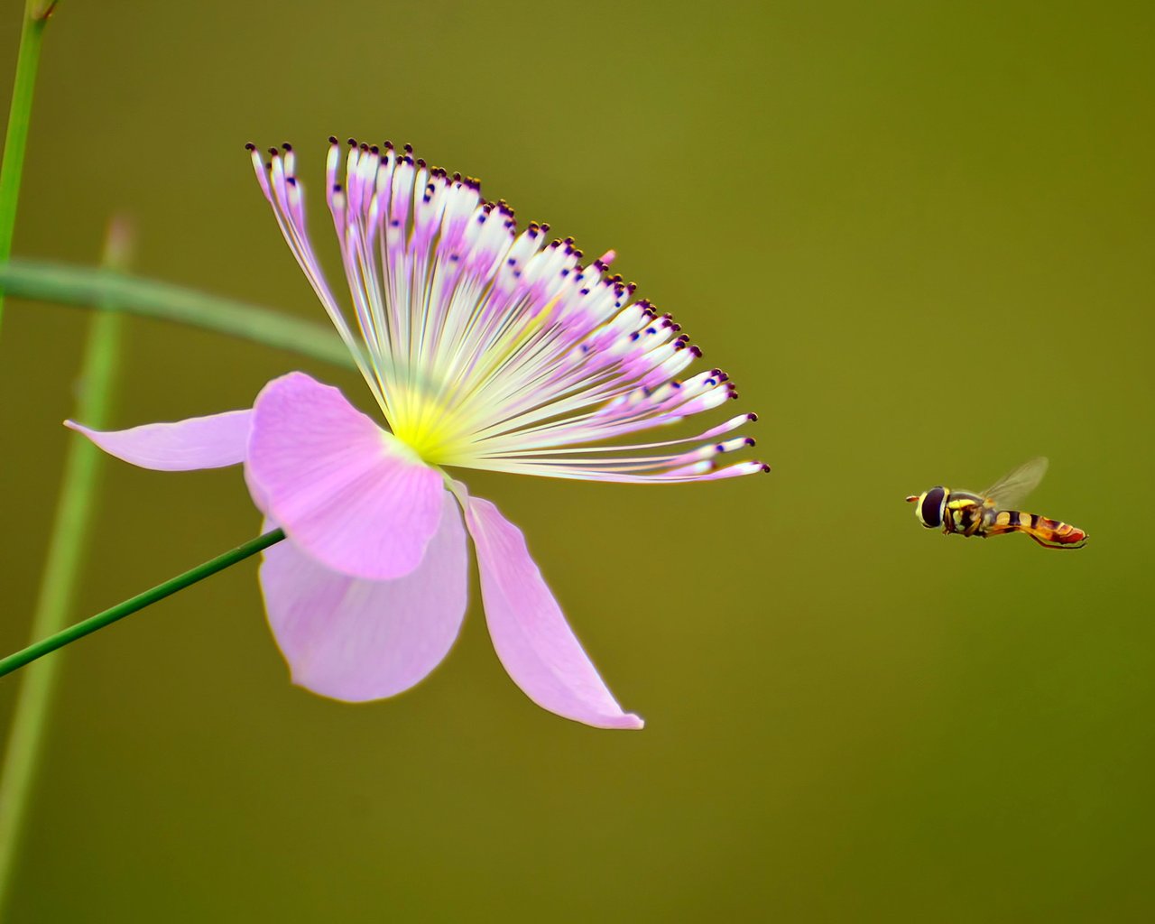 鸟语花香打一生肖、奥秘解释落实 鸟语花香打一生肖、奥秘解释落实