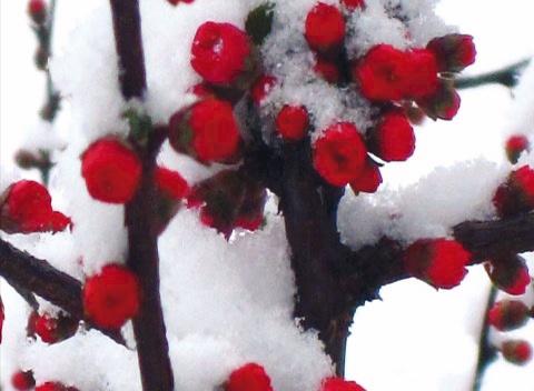 阳春白雪与生肖之谜，绝佳解释落实