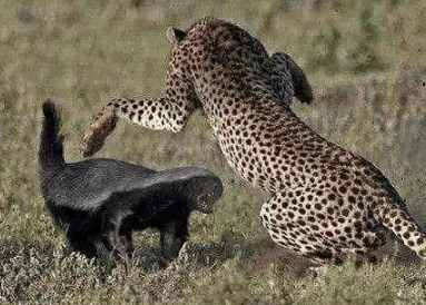 凶猛无比动物打一生肖、的温馨解析与文化解答