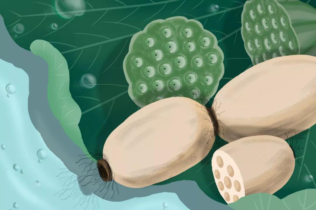 莲藕与生肖的奇妙联结，最快解答的智慧落实