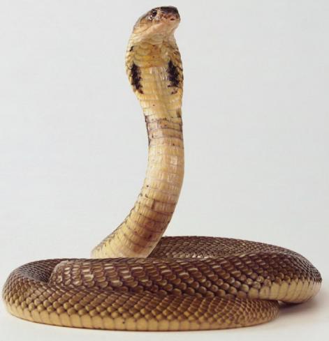 蛇难回打一生肖，解密与佩服的双重体验