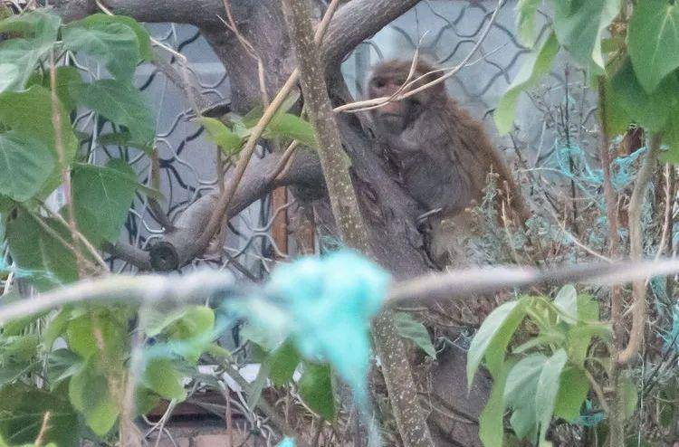 铁树金花打一生肖、积极作答，落实解释