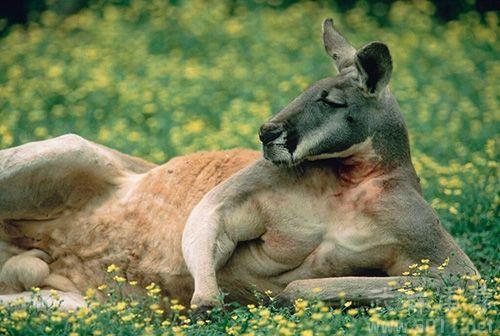 国际劳动日与生肖故事,勤劳与智慧的象征—鼠的寓言 国际劳动日与生肖故事,勤劳与智慧的象征—鼠的寓言