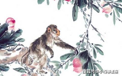 天上生肖爱吃桃—揭秘猴的独特魅力与相信的实践意义 天上生肖爱吃桃—揭秘猴的独特魅力与相信的实践意义