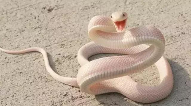 息打一生肖、之谜与人生哲理的深度解析