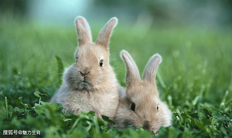 床下.打一生肖、一语中的，全面解析