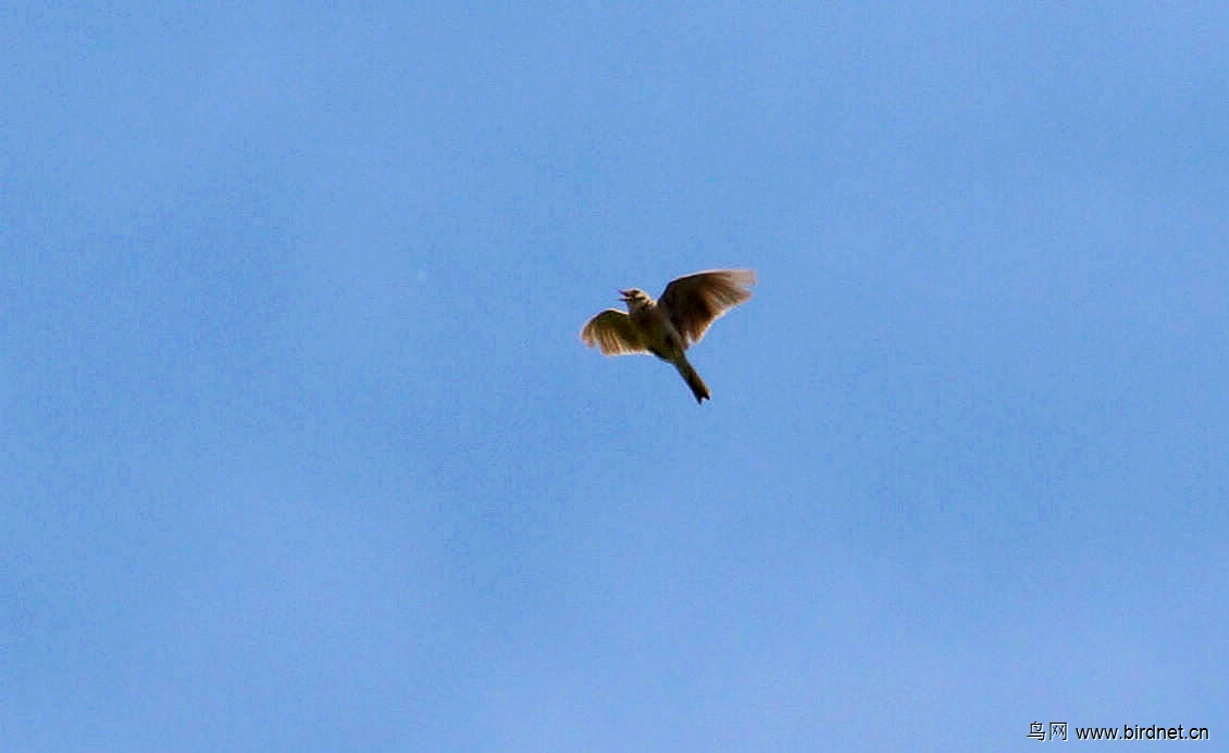 天上的小鸟与生肖之谜，一场绝佳解释的奇妙之旅