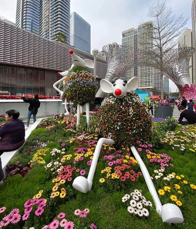 今期生肖穿花衣，揭秘最快解答落实的生肖