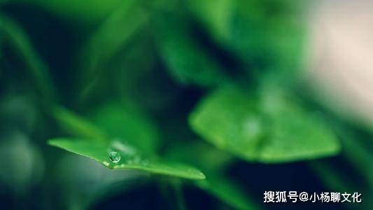 绿叶打一生肖，经典解释与文化解读