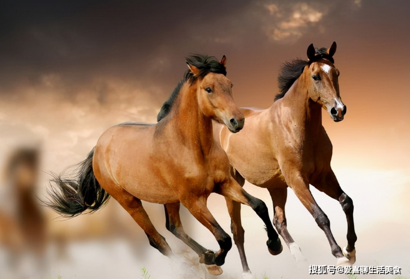 三缄其口打一生肖、与积极行动的完美结合