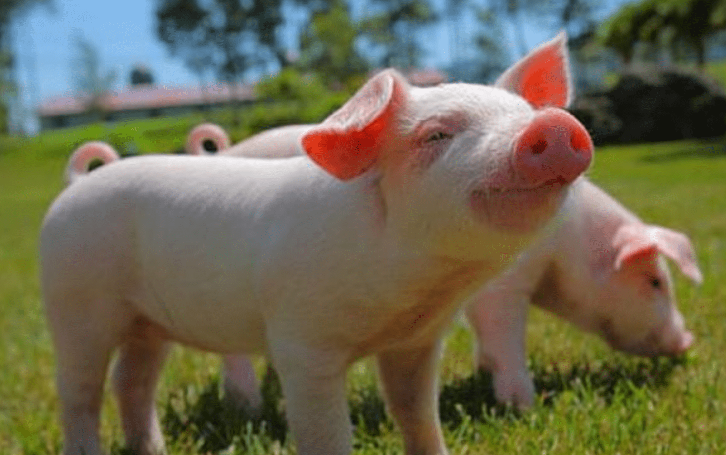 揭秘一龙一猪背后的生肖奥秘，创造、作答与落实的智慧