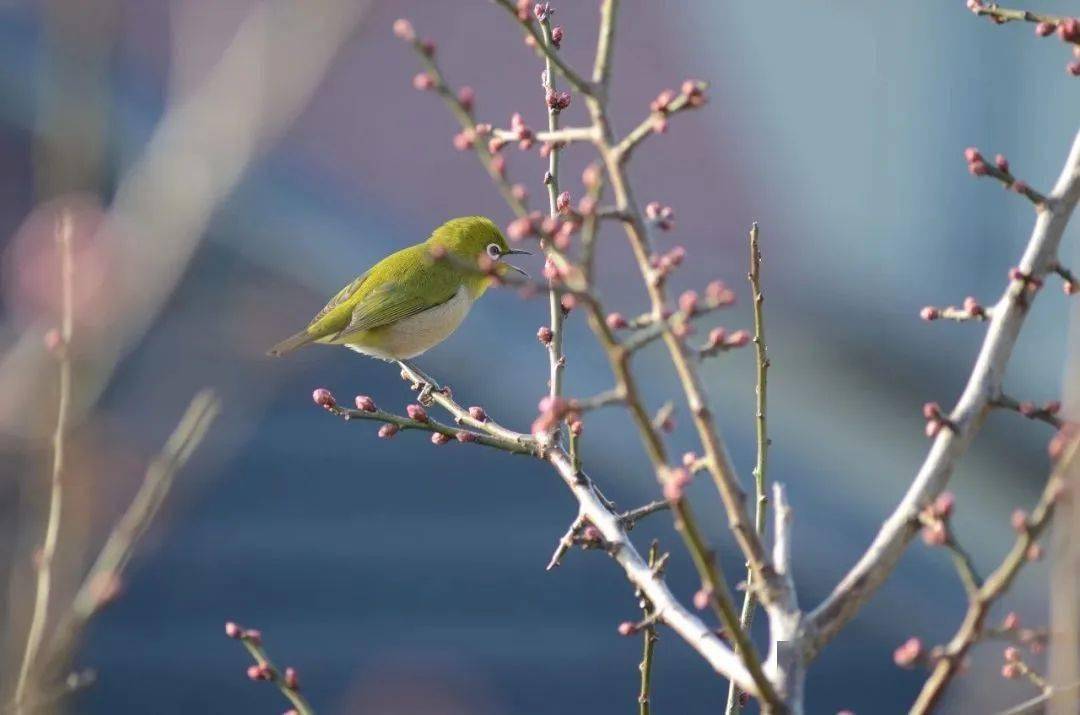 秦桑低绿枝，谜底揭晓，兔儿轻跃林间