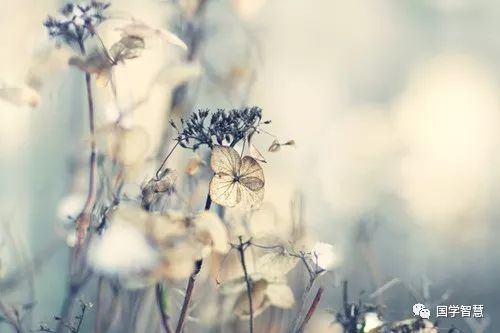 野草蔓生打一生肖、之谜与人生哲理的深度解析