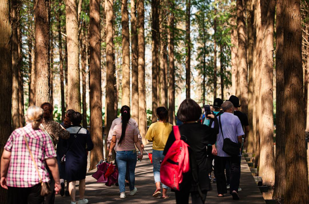 梦里水乡打一生肖、经典解释作答落实