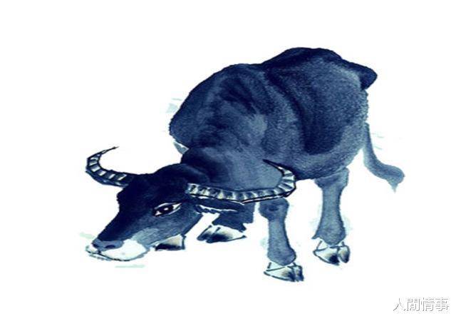 守旧待时打一生肖，智慧与耐心的生肖—牛