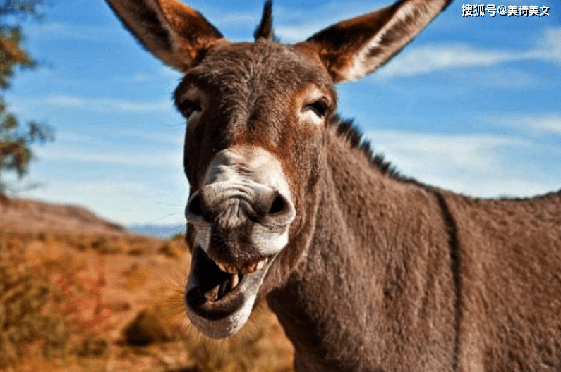 一头犟驴打一生肖、选择解释落实