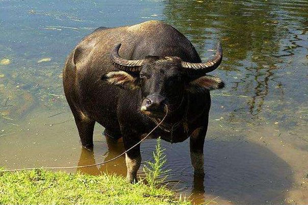 水牛下田六月累打一生肖、落实相信的解释