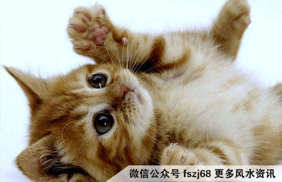 吃猫怪事与生肖之谜，成就的背后是解释与落实