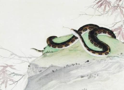 深山出蛇精打一生肖、创造作答落实解释