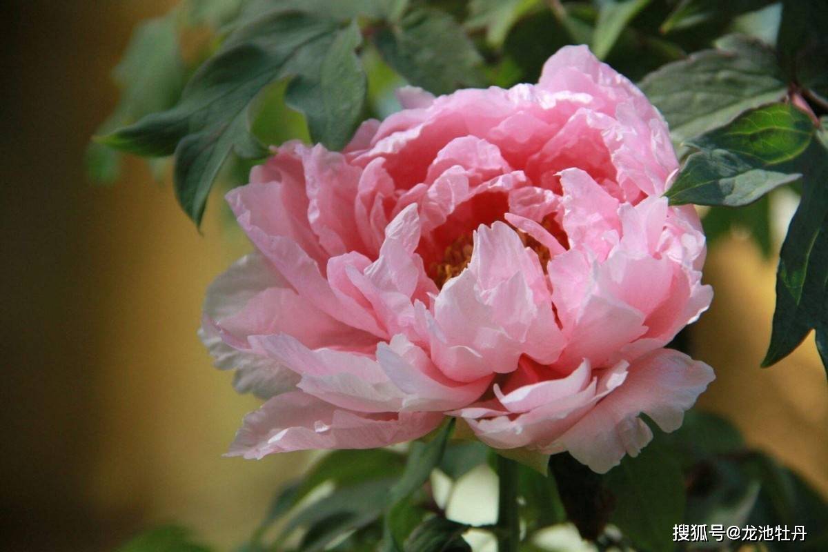 春日富贵花语—揭秘春天富贵花背后的生肖文化寓意