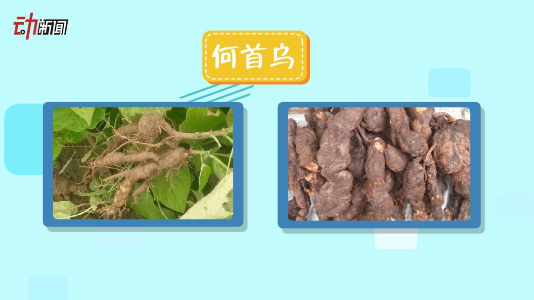 首乌治白发打一生肖、深度解析与落实