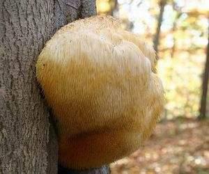 嫩字打一生肖、网络解释的落实