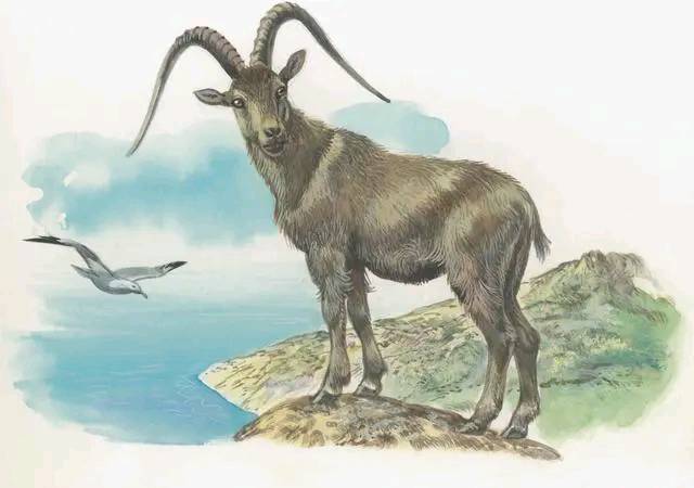 今期生肖春不老，背后的坚韧与不屈