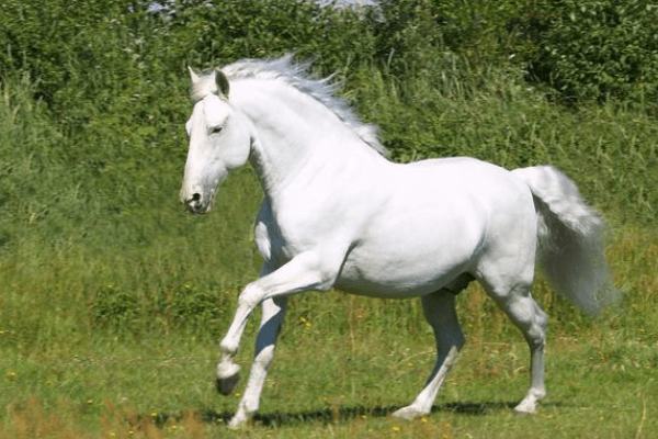 休牛散马打一生肖、解释与落实的和谐共舞