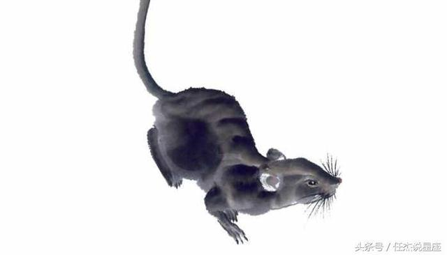 探索大千世界的奥秘，以生肖动物鼠为例的实证解释与落实