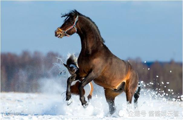 攻城野战打一生肖，智慧与勇气的生肖—马