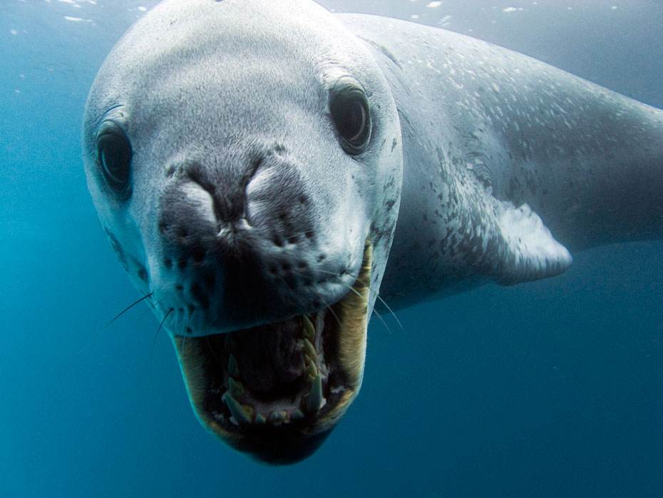 海豹与生肖的奇妙联结，揭秘海豹打一生肖的绝佳作答与文化解释