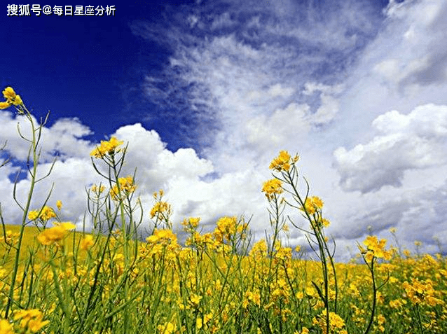 风和日丽打一生肖求解、深度解析与文化寓意