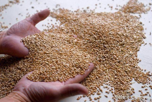 糠秕在前打一生肖动物、时代解释落实