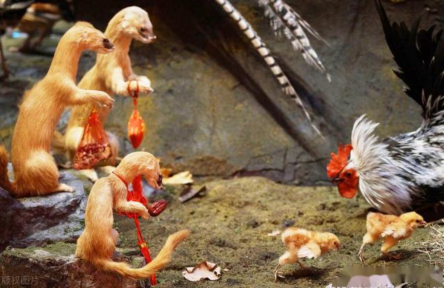 黄鼠狼吃鸡毛，填不饱肚子的寓言与生肖的深层解读