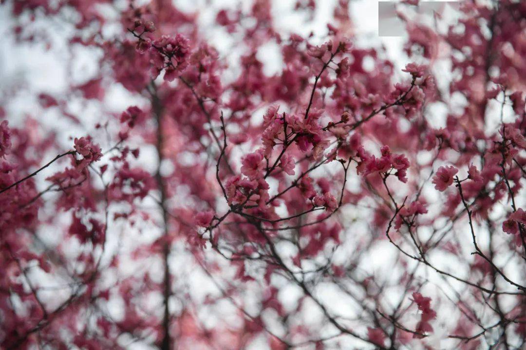 十五迎春色、理想作答落实解释