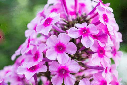 开花期打一生肖、的最快解答落实