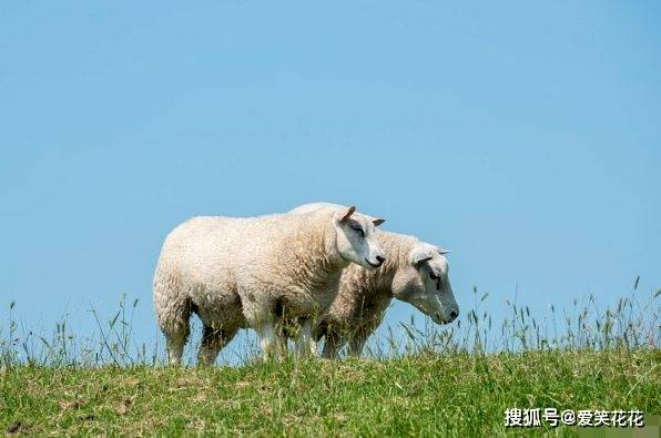 山坡上打一生肖，智慧与勇气的象征—羊