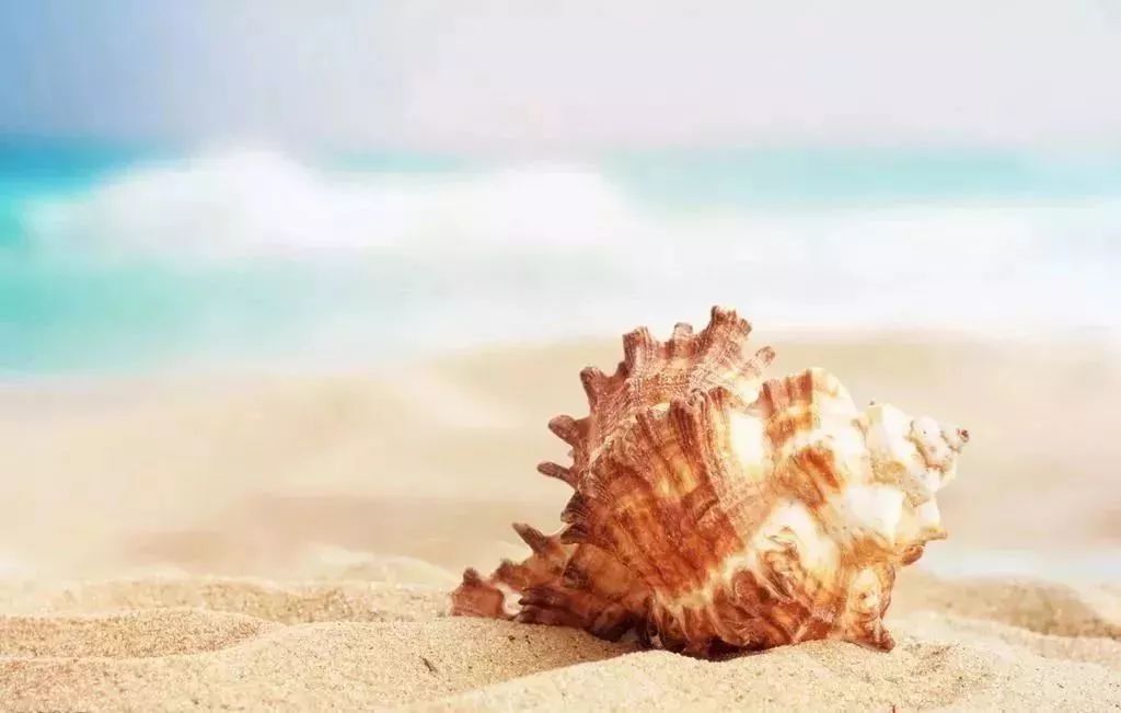 石头开花打一生肖、实证解释落实