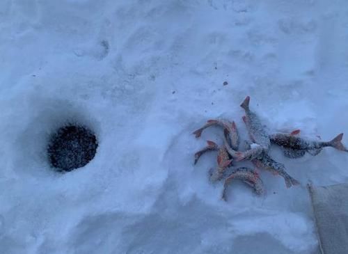 冰天雪地打一生肖、新型作答落实解释