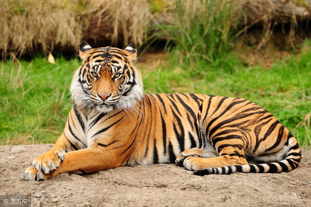 谋事在人打一生肖、的故事与寓意