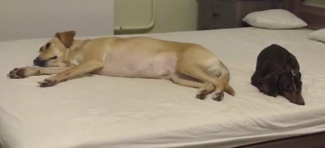 一手一脚打一生肖，友爱作答，揭示生肖背后的文化与智慧