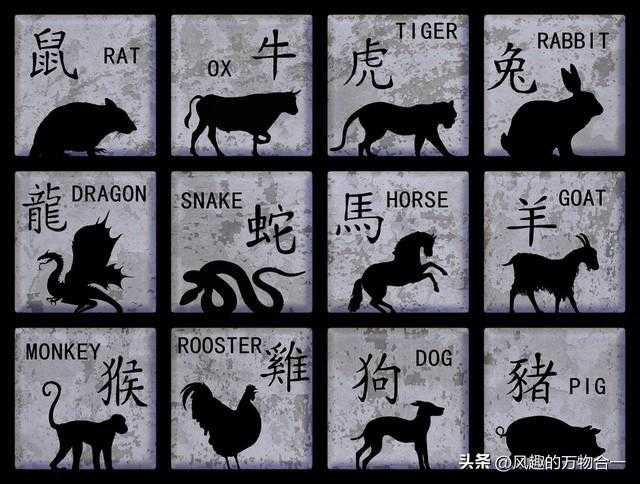 短命之物与生肖之谜，一场文化与科学的奇妙碰撞