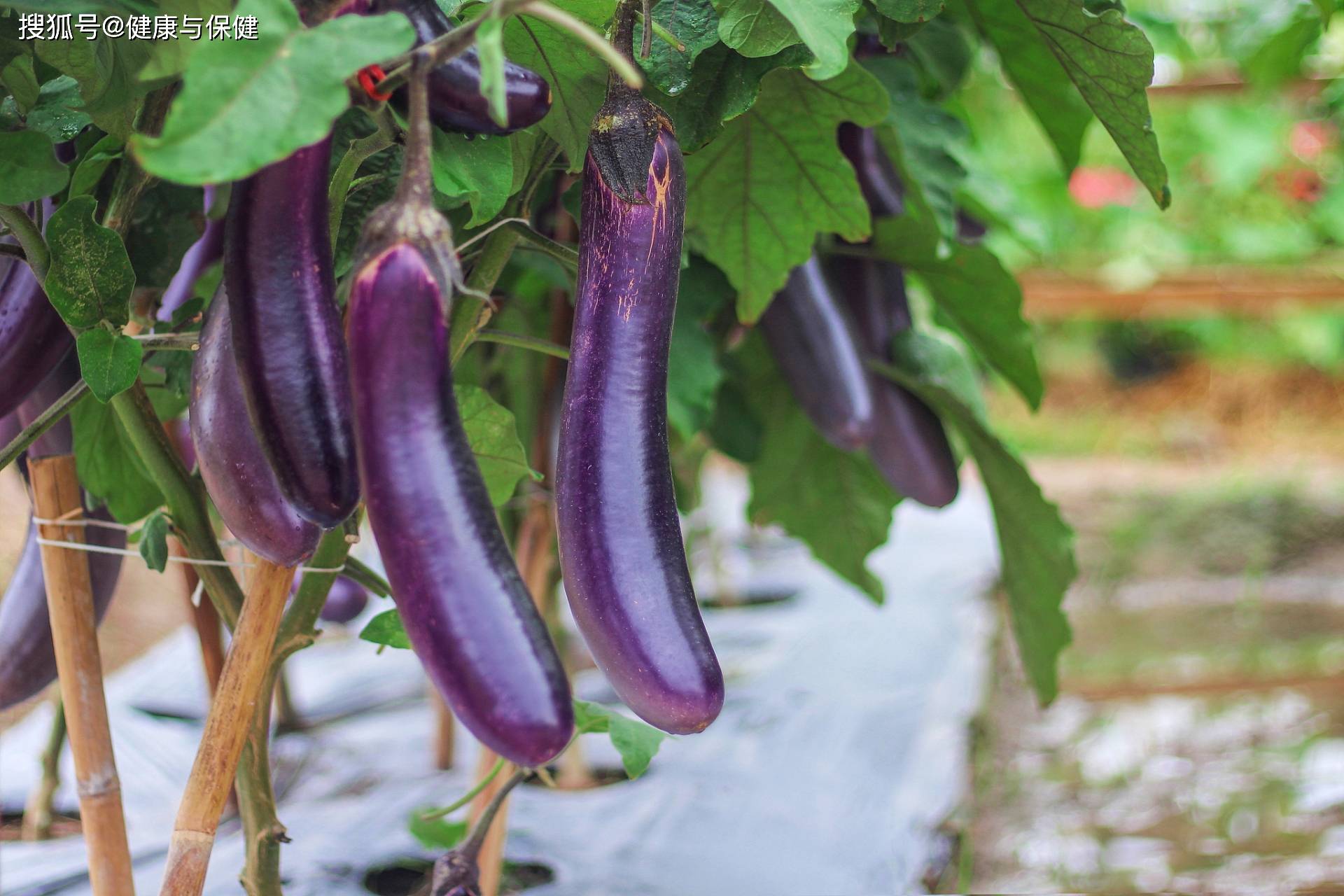 茄子打一生肖、正确解释与落实