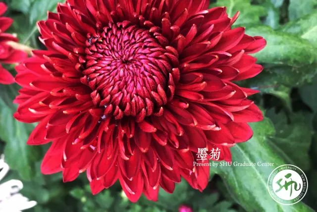 百花争艳映春光—揭秘百花打一生肖的趣味与新型作答落实